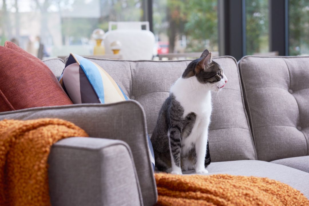 Review of LaZBoy’s PetFriendly Fabric